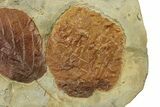 Plate with Two Fossil Leaves (Two Species) - Montana #269303-3